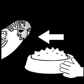 feed the budgie / feed the grass parakeet